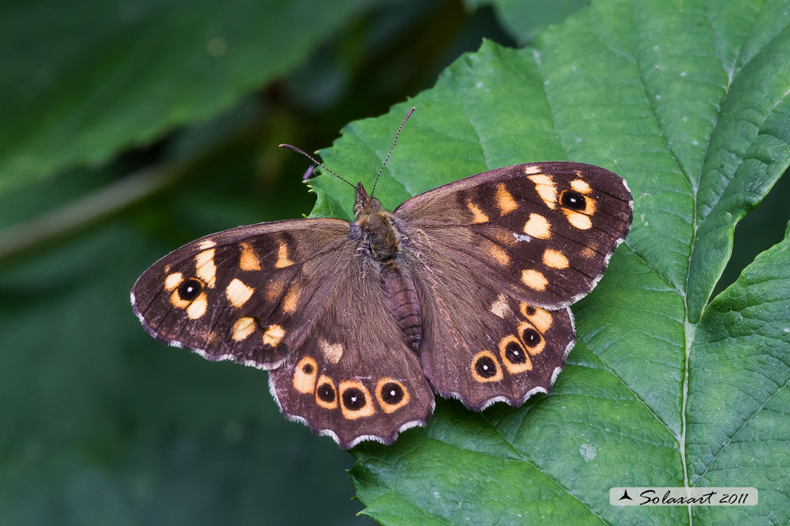 Pararge aegeria - Egeria - Speckled Wood