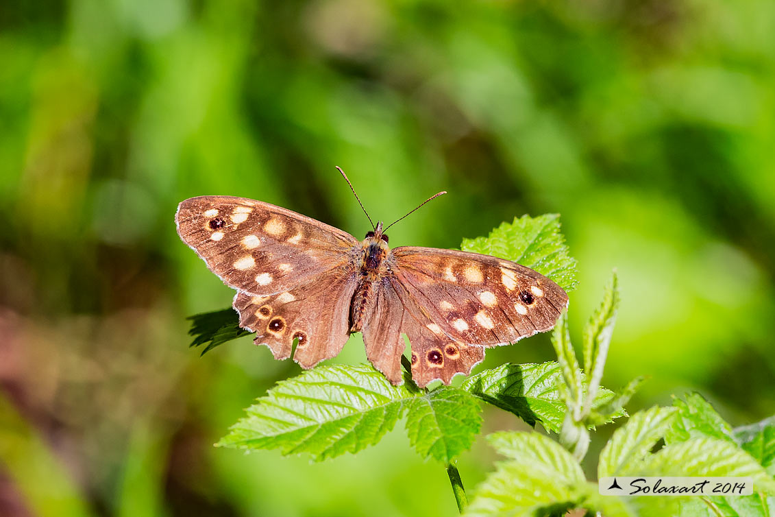 Pararge aegeria - Egeria - Speckled Wood
