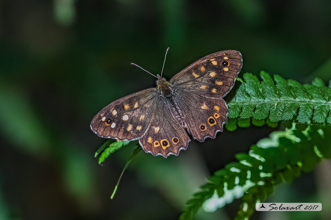 Pararge aegeria - Egeria - Speckled Wood
