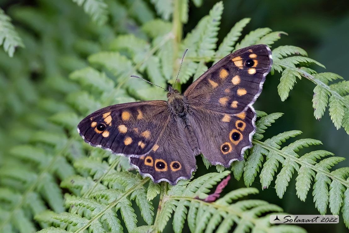 Pararge aegeria - Egeria - Speckled Wood