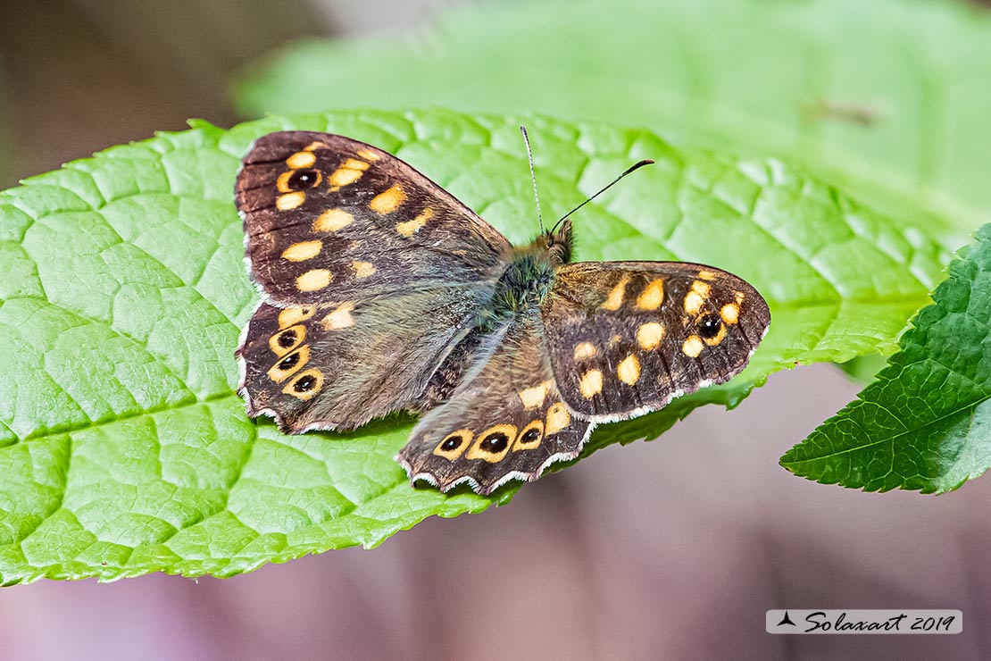 Pararge aegeria - Egeria - Speckled Wood