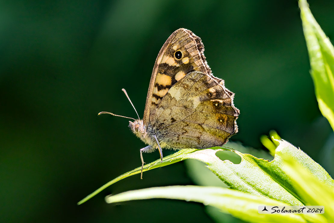 Pararge aegeria - Egeria - Speckled Wood