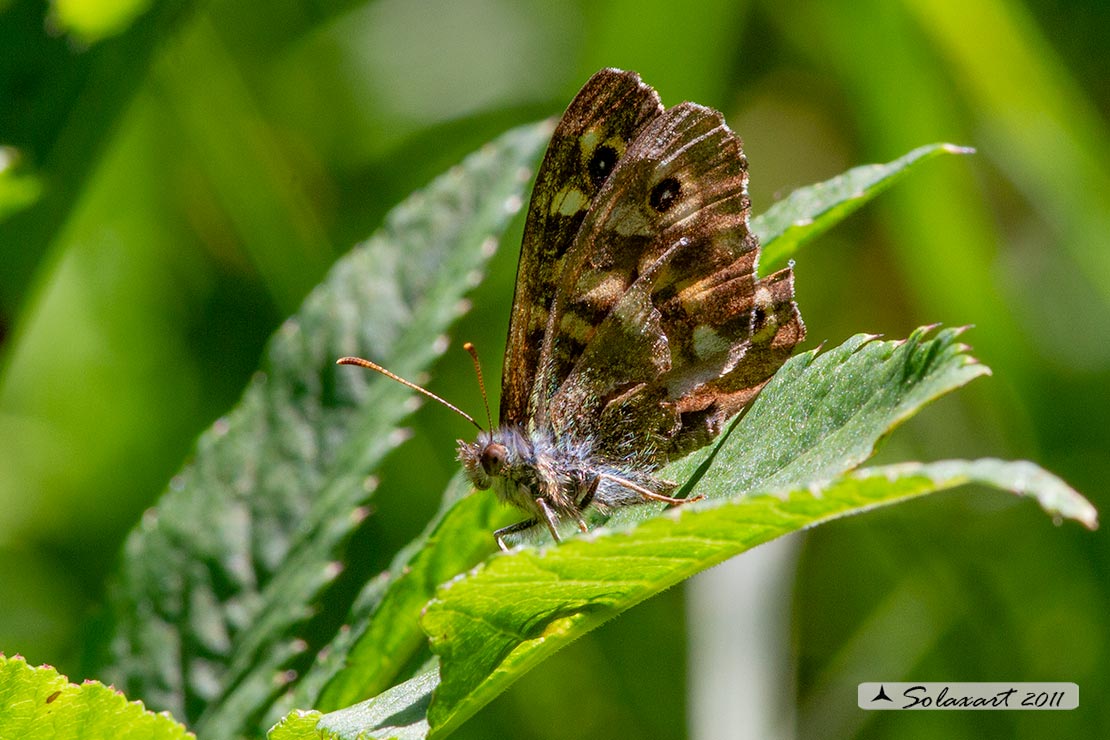 Pararge aegeria  - Egeria - Speckled Wood