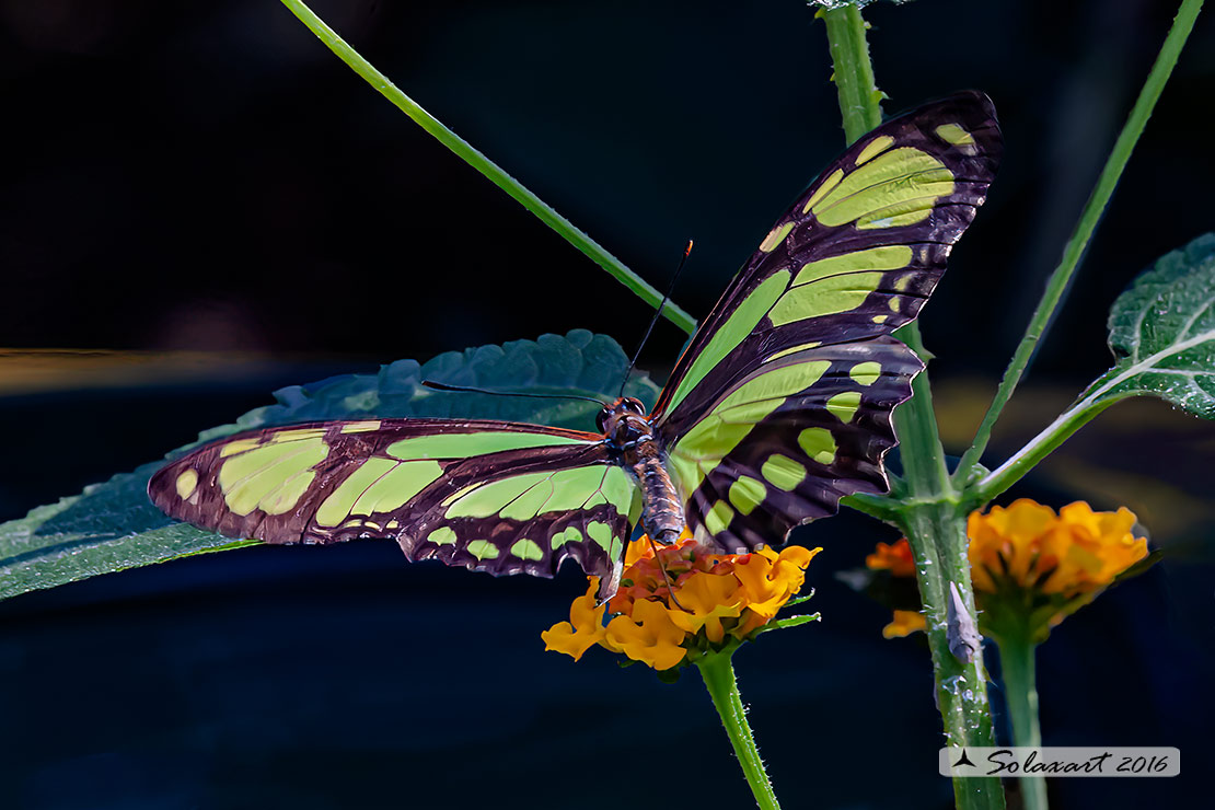 Philaethria dido; Dido longwing or Scarce bamboo page