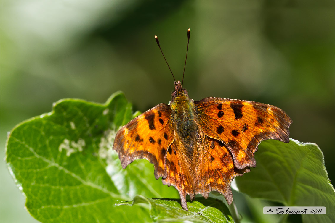 Polygonia c-album