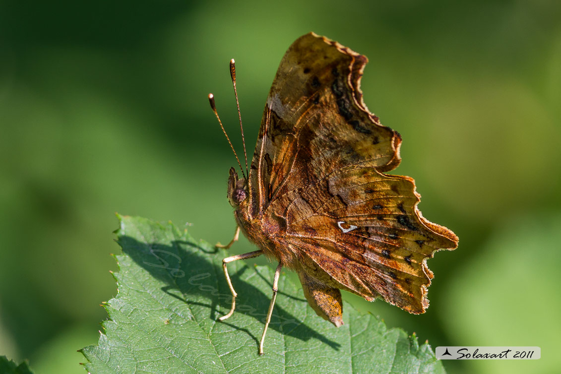 Polygonia c-album (Vanessa c-bianco)