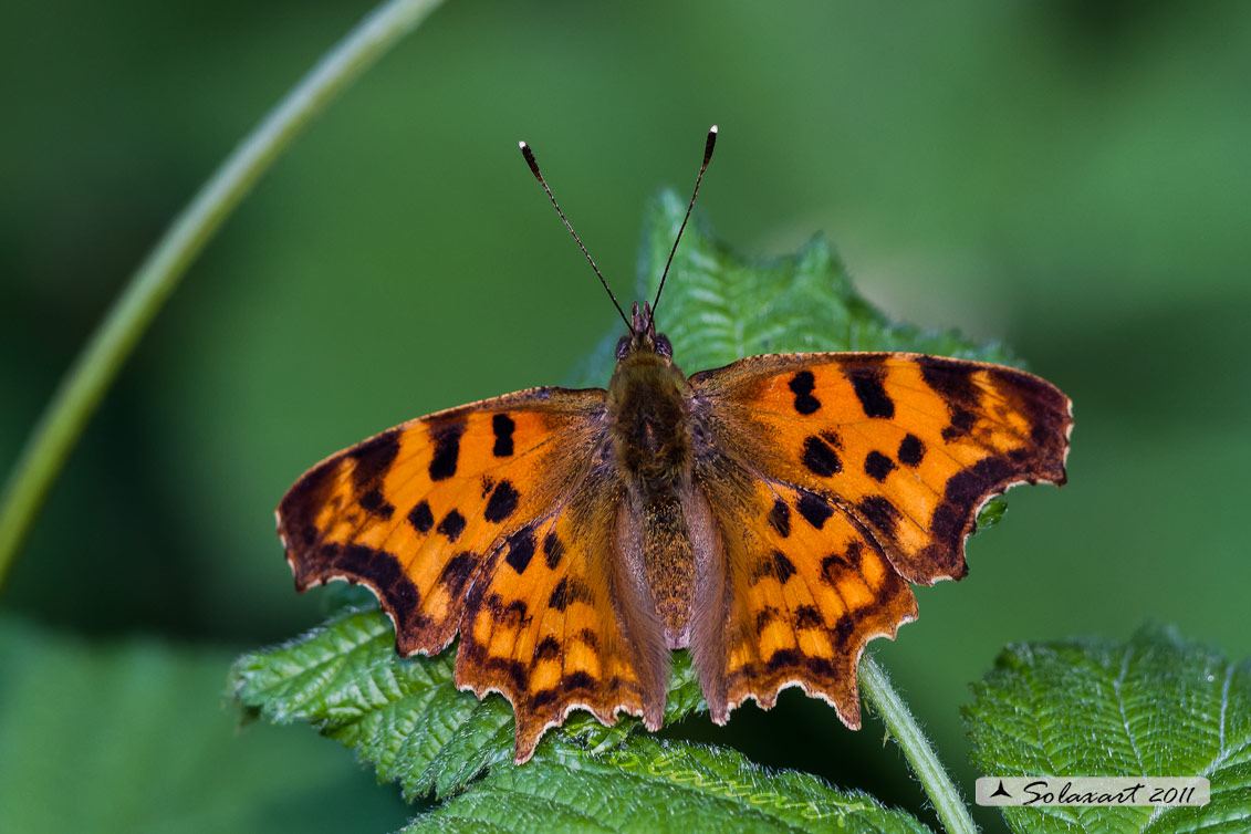 Polygonia c-album (Vanessa c-bianco)