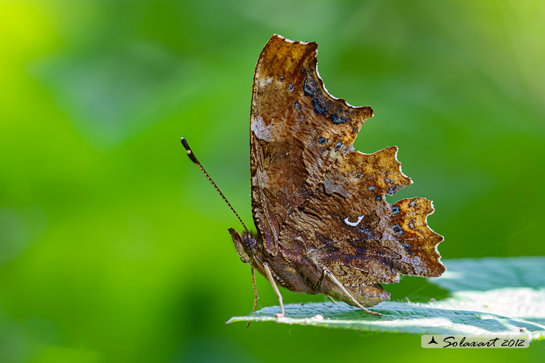 Polygonia c-album (Vanessa c-bianco)