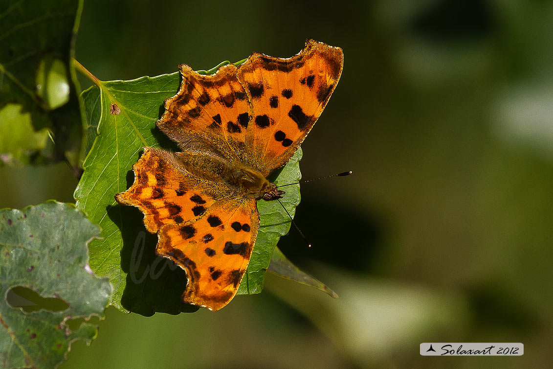 Polygonia c-album (Vanessa c-bianco)