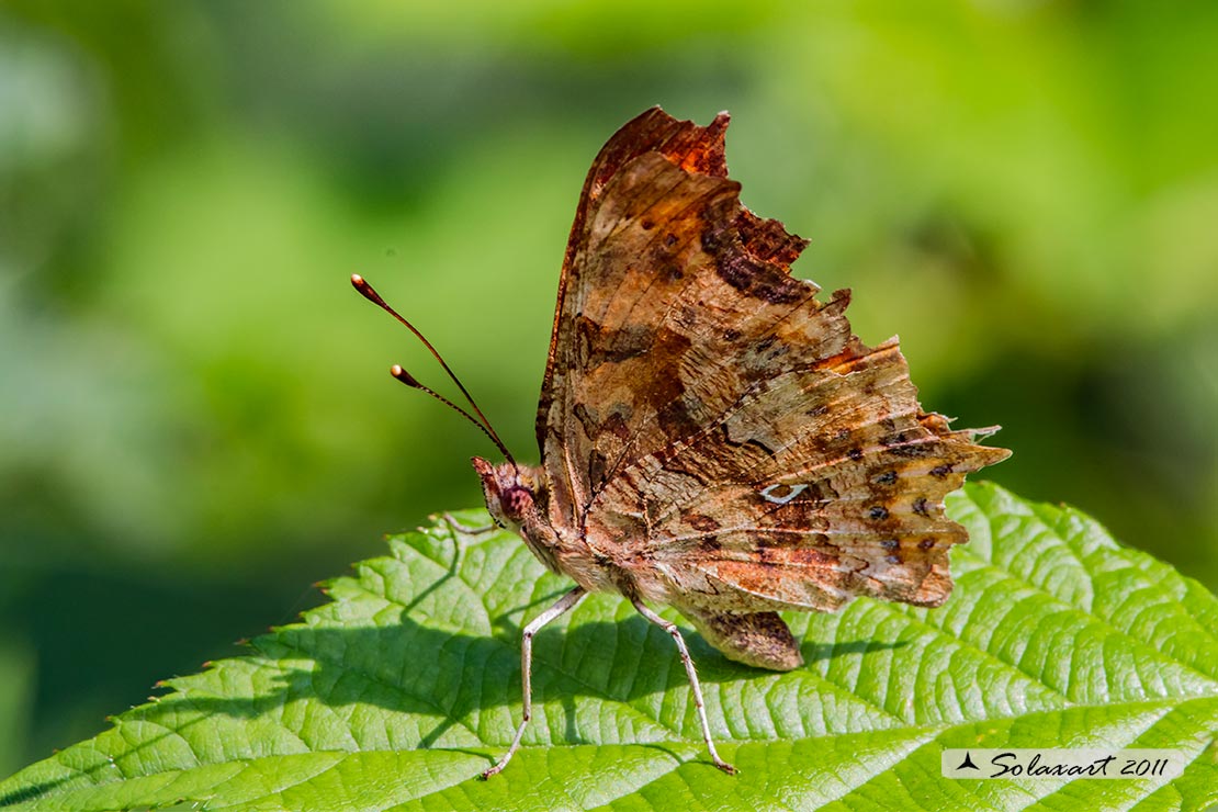 Polygonia c-album (Vanessa c-bianco)