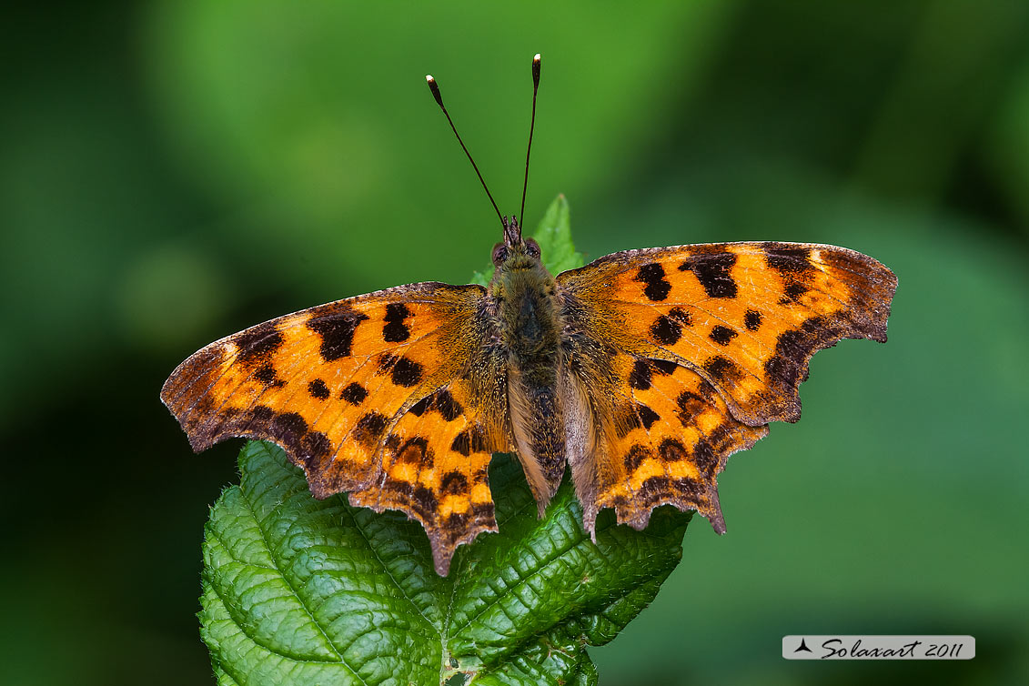 Polygonia c-album (Vanessa c-bianco)