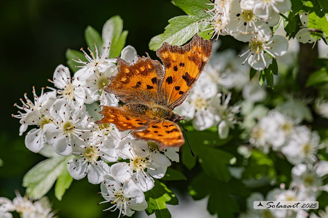 Polygonia c-album (Vanessa c-bianco)