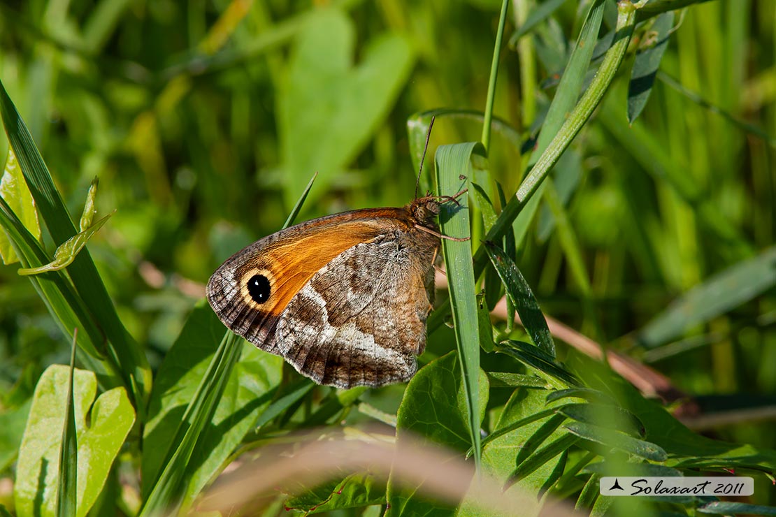 Pyronia cecilia  -  Southern Gatekeeper