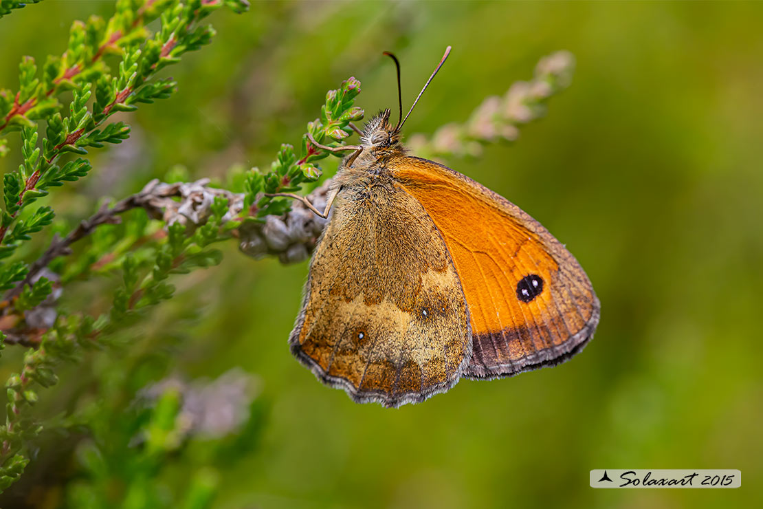 Pyronia cecilia  -  Southern Gatekeeper