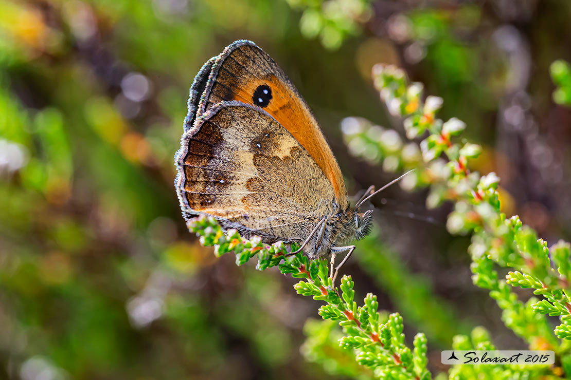 Pyronia cecilia  -  Southern Gatekeeper
