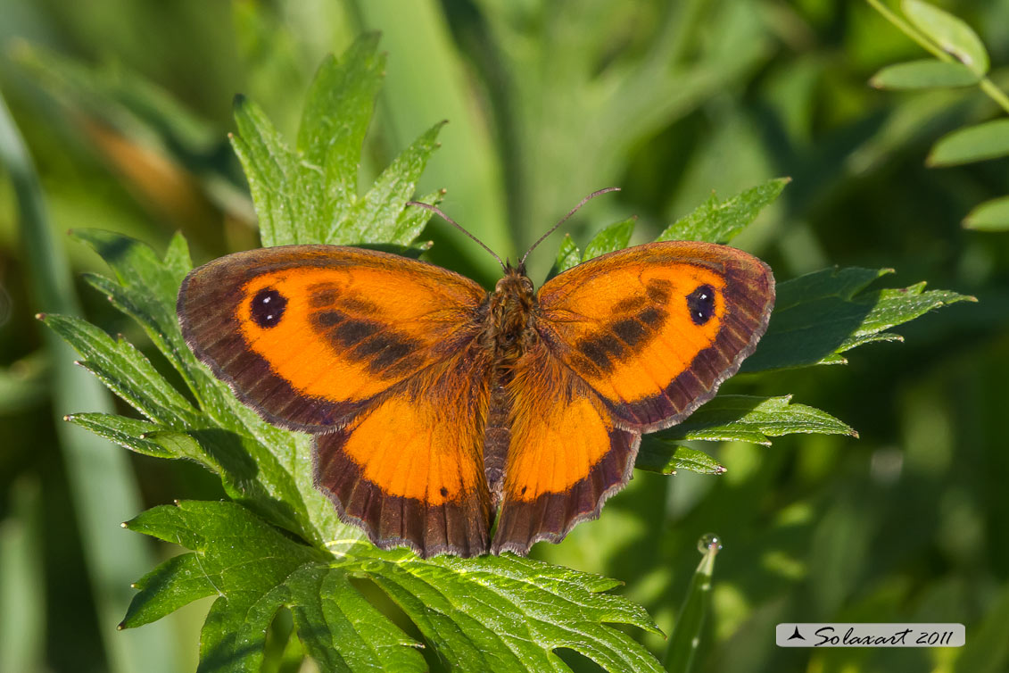 Pyronia tithonus: Titonia ;   Gatekeeper 