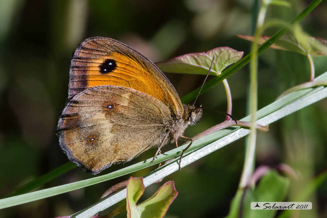 Pyronia tithonus: Titonia ;   Gatekeeper 