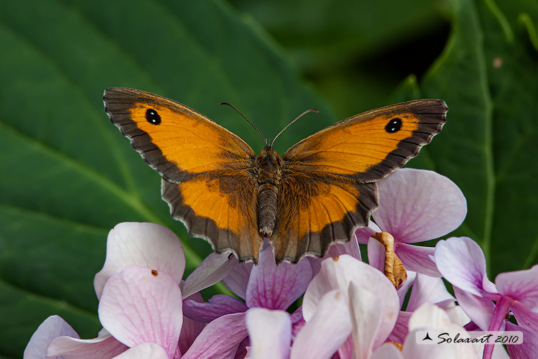 Pyronia tithonus: Titonia ;   Gatekeeper 