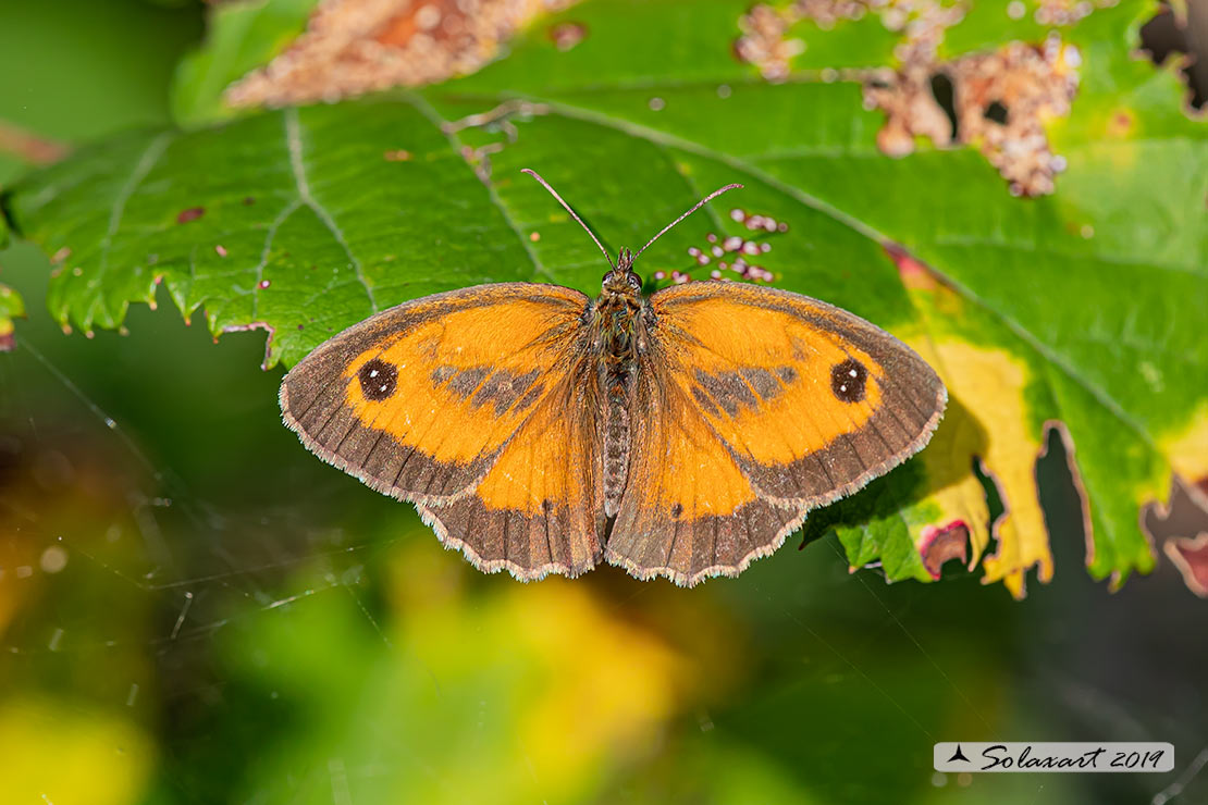 Pyronia tithonus: Titonia ;   Gatekeeper 