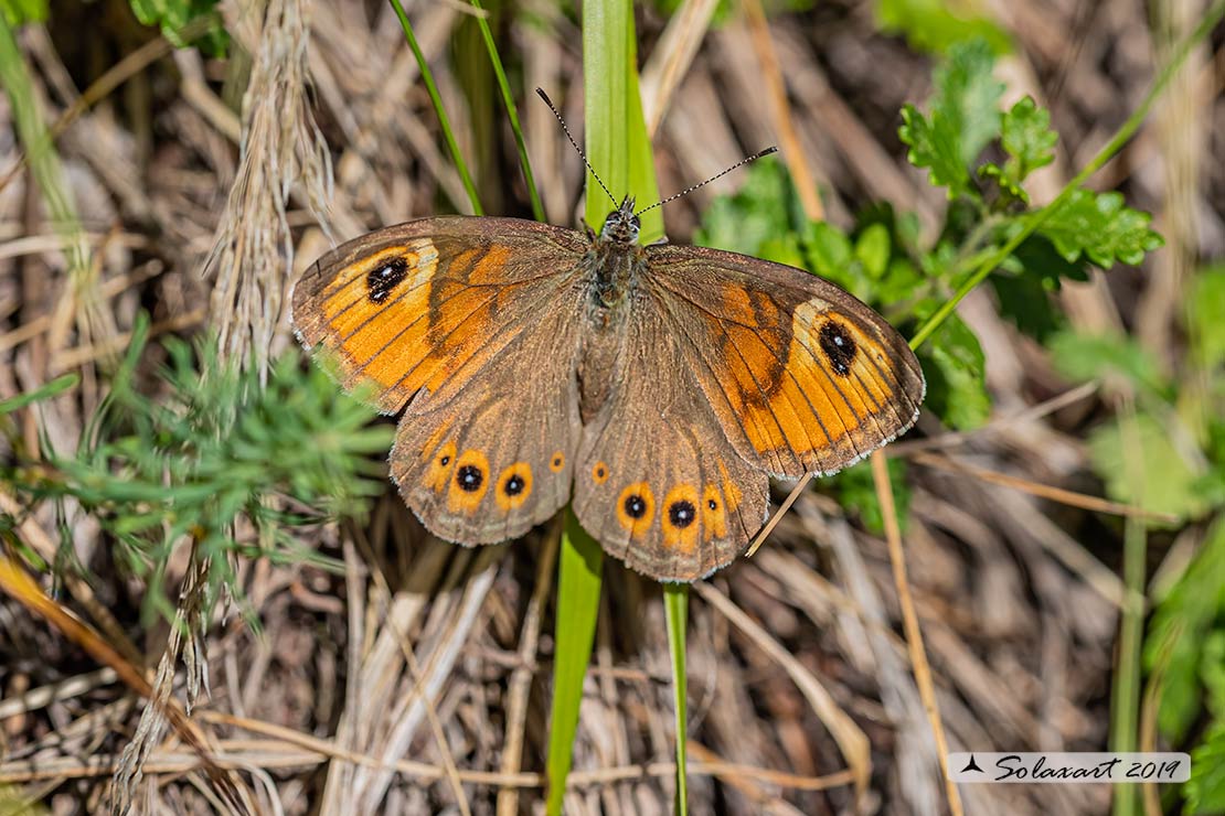 Satyrus ferula ; Great sooty satyr