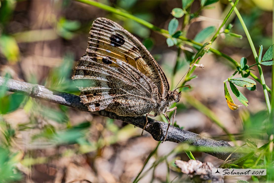 Satyrus ferula ; Great sooty satyr