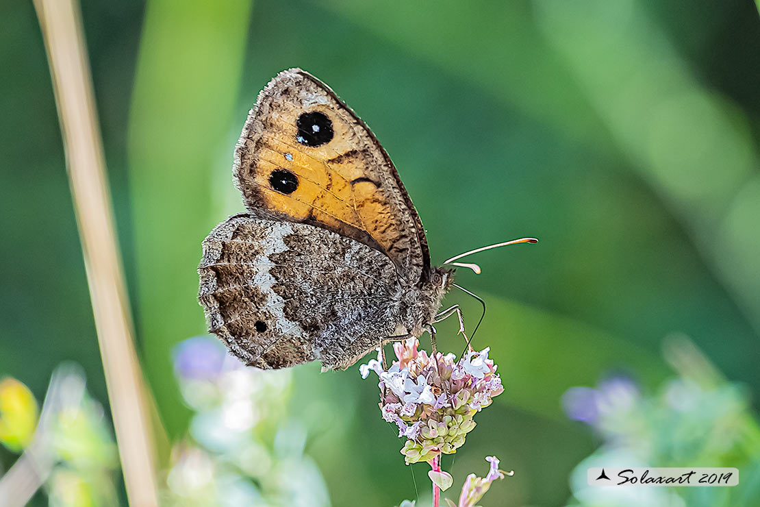 Satyrus ferula ; Great sooty satyr