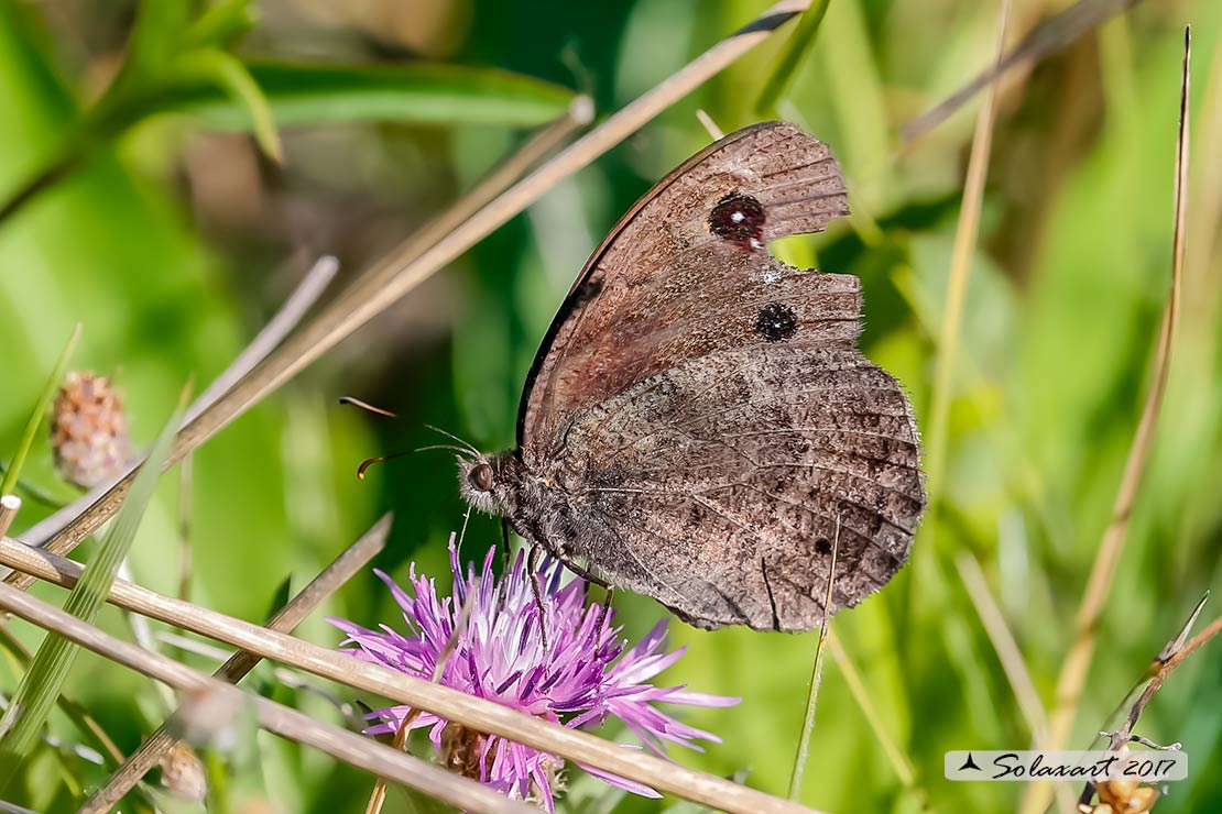 Satyrus ferula ; Great sooty satyr