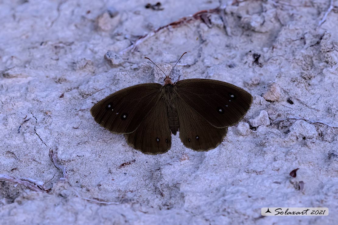Satyrus ferula ; Great sooty satyr