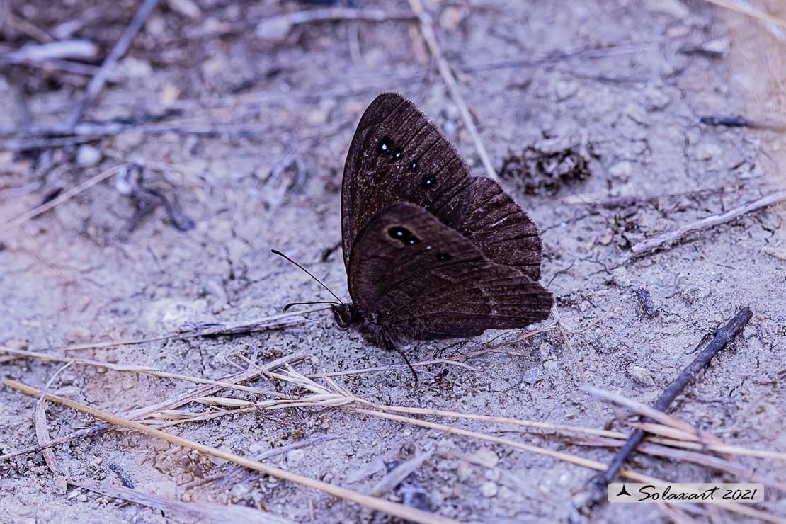 Satyrus ferula ; Great sooty satyr