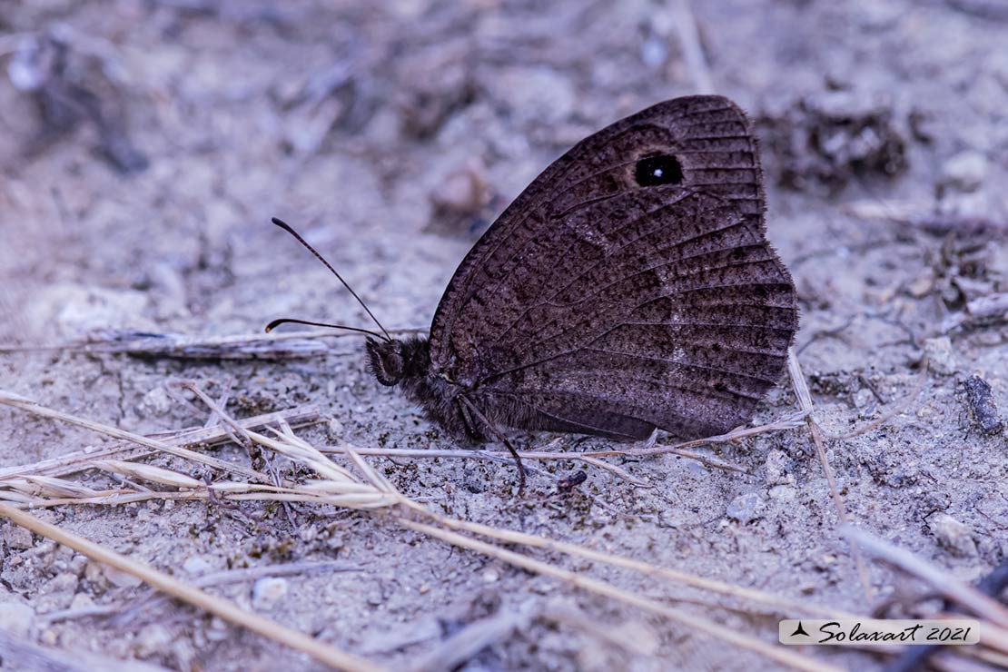 Satyrus ferula ; Great sooty satyr
