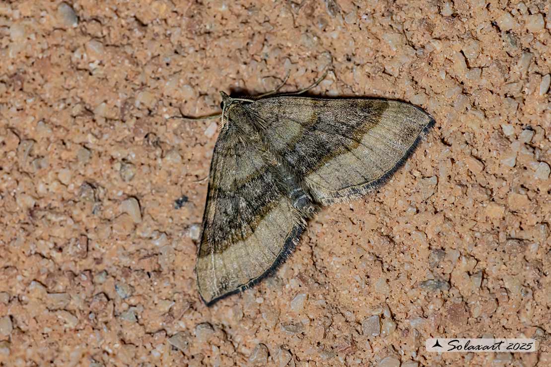 Scotopteryx chenopodiata - Shaded broad-bar