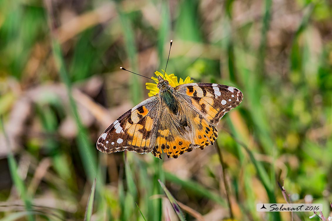 Vanessa cardui:   Vanessa del Cardo (femmina ) ; Painted Lady (female)