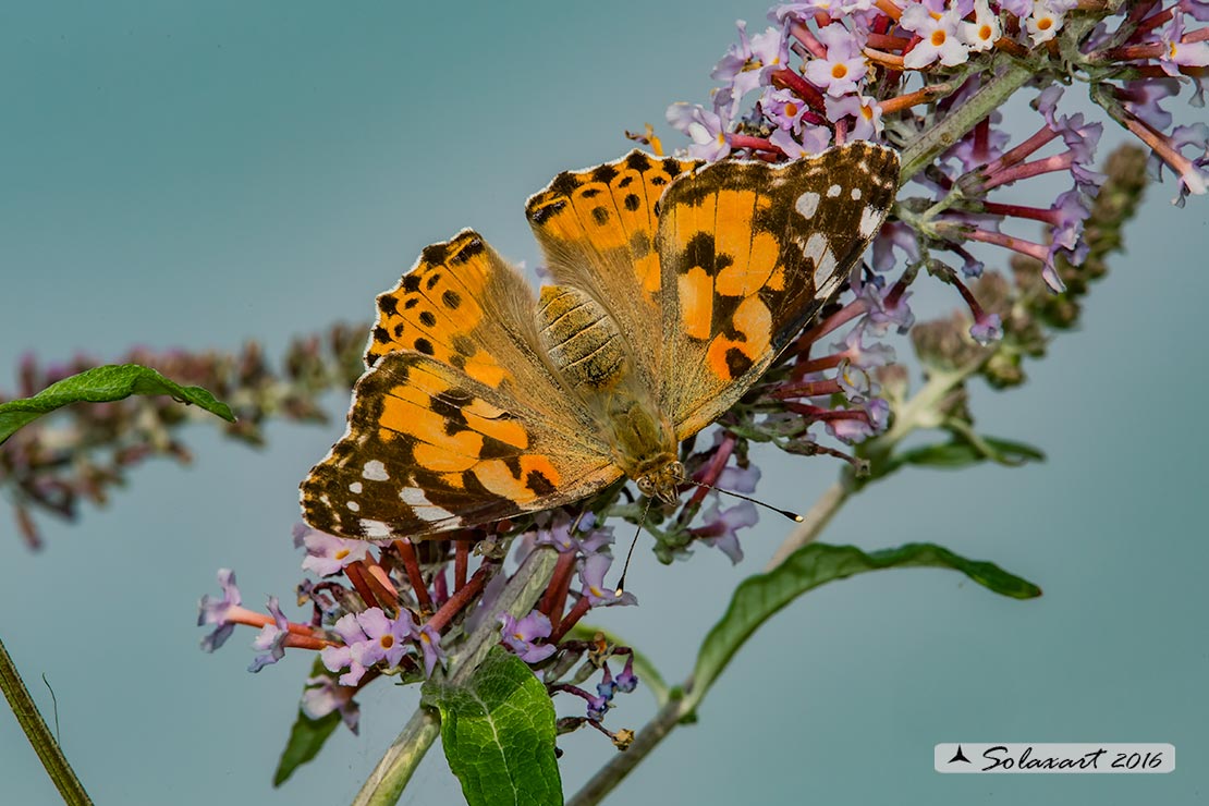 Vanessa cardui:   Vanessa del Cardo (femmina ) ; Painted Lady (female)