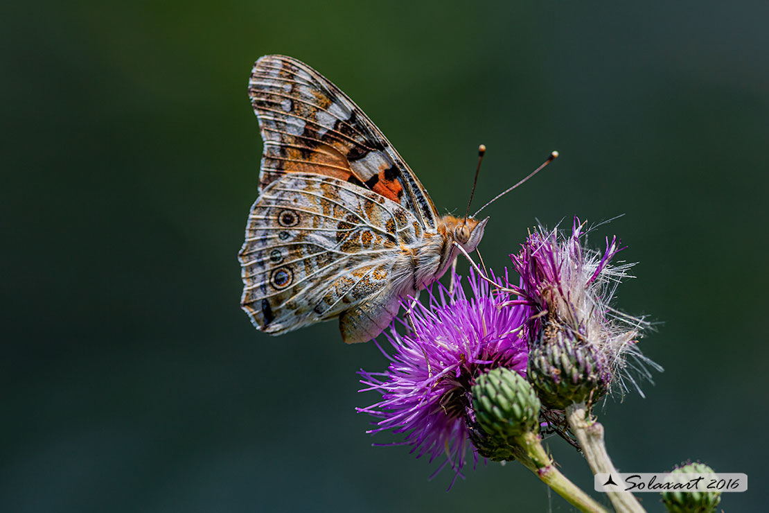 Vanessa cardui:   Vanessa del Cardo (femmina ) ; Painted Lady (female)