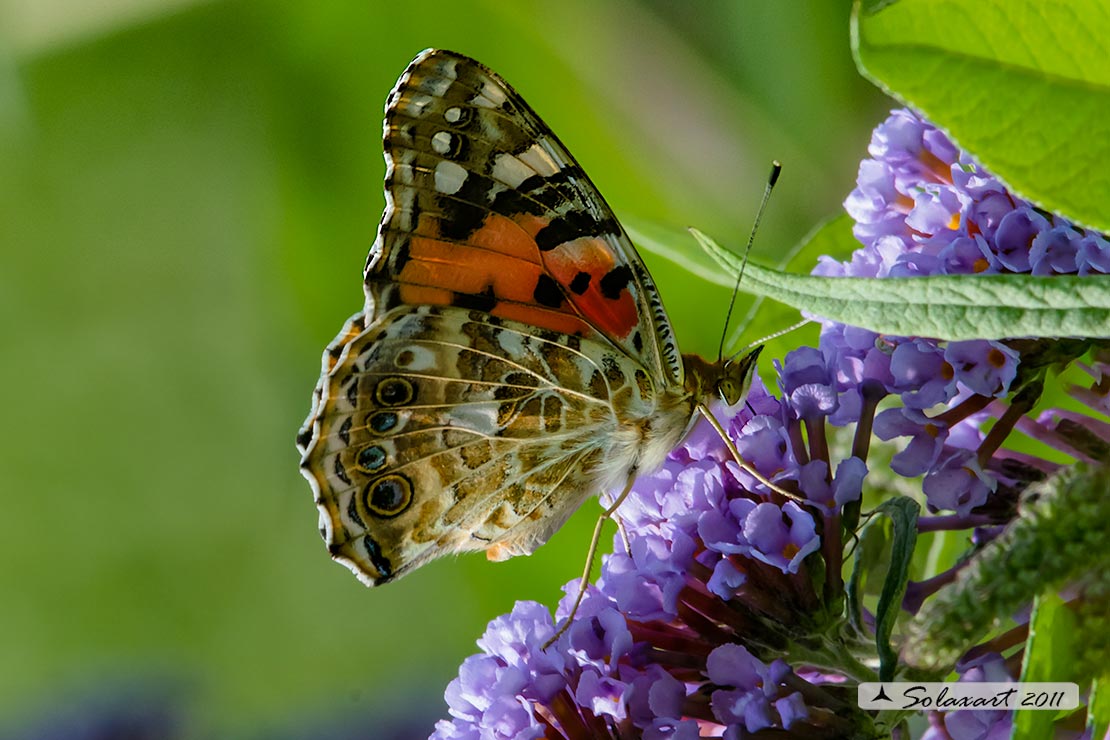 Vanessa cardui - Vanessa del Cardo - Painted Lady