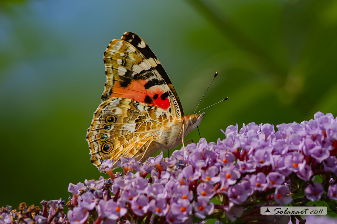 Vanessa cardui - Vanessa del Cardo - Painted Lady