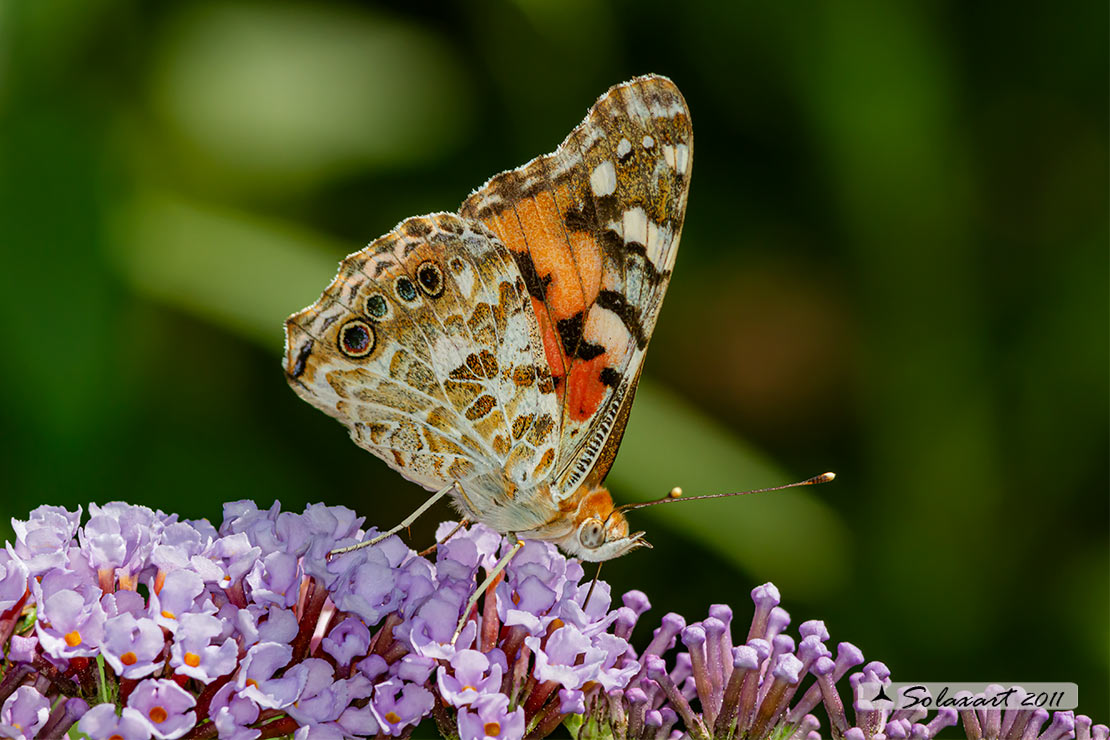 Vanessa cardui - Vanessa del Cardo - Painted Lady