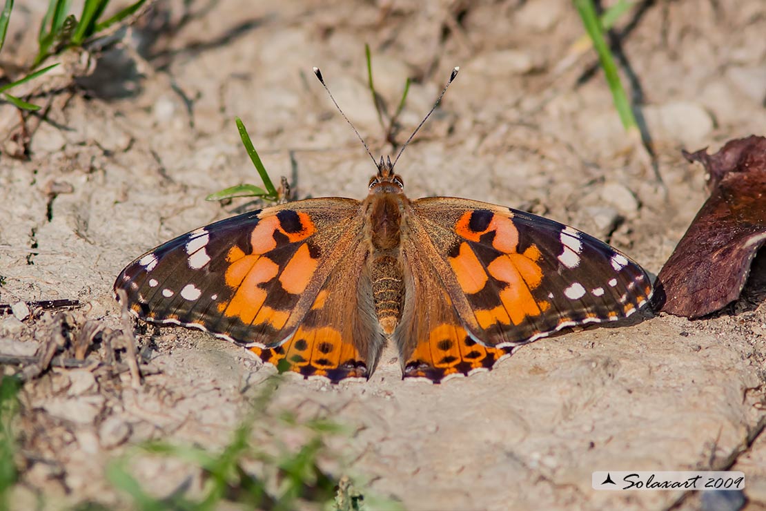 Vanessa cardui - Vanessa del Cardo - Painted Lady