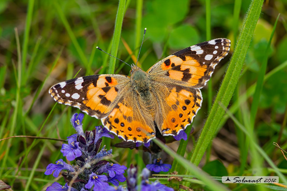 Vanessa cardui - Vanessa del Cardo - Painted Lady