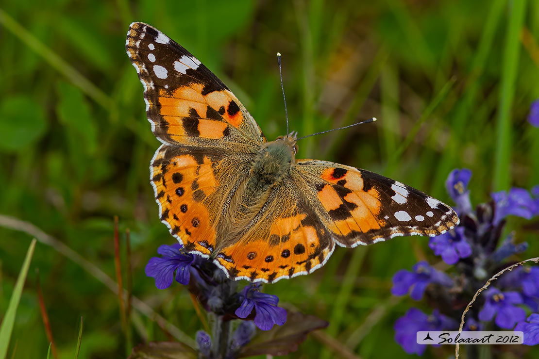 Vanessa cardui - Vanessa del Cardo - Painted Lady