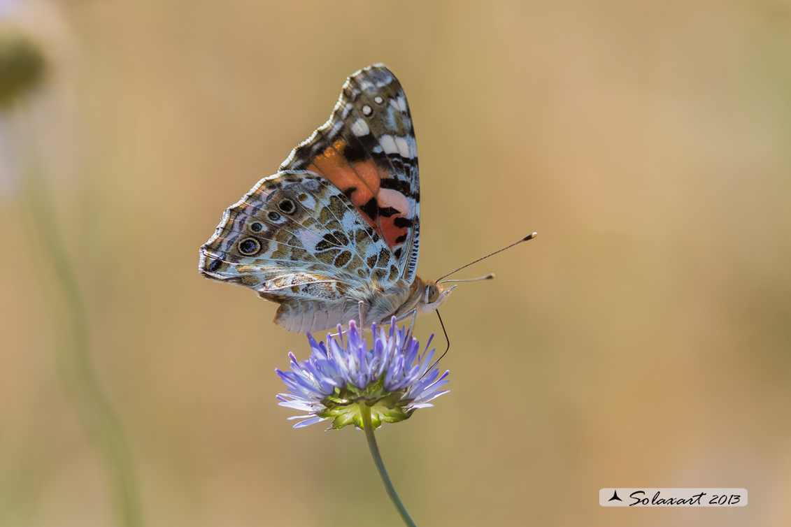 Vanessa cardui - Vanessa del Cardo - Painted Lady