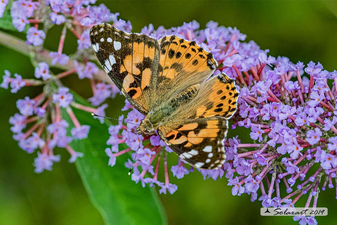 Vanessa cardui:   Vanessa del Cardo (maschio) ; Painted Lady (male)