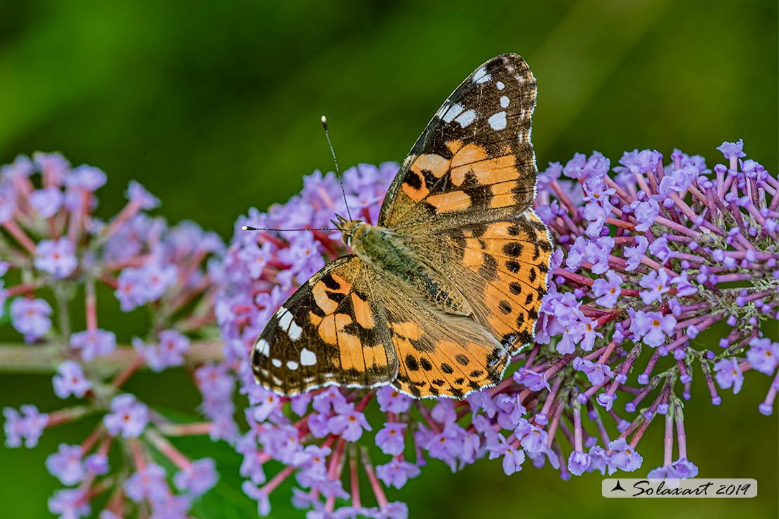 Vanessa cardui:   Vanessa del Cardo (maschio) ; Painted Lady (male)