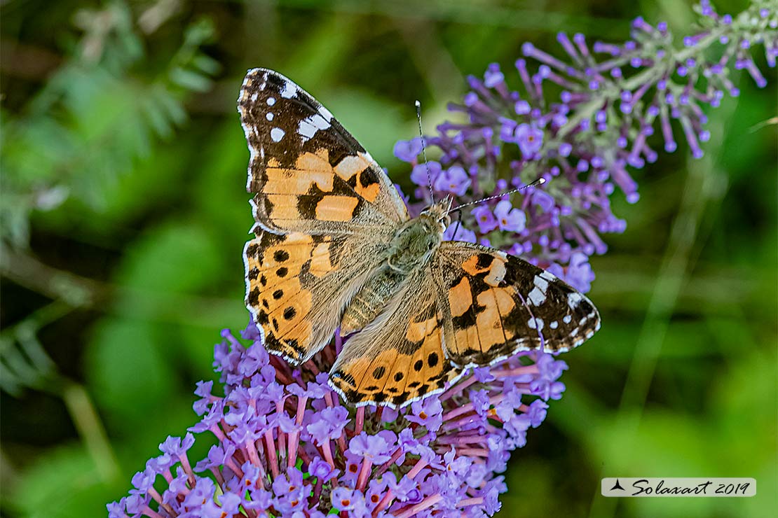 Vanessa cardui:   Vanessa del Cardo (maschio) ; Painted Lady (male)