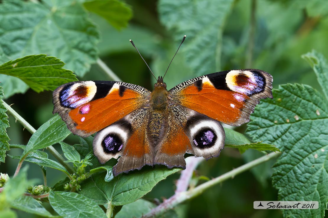 Inachis io - Vanessa Io - Portegeuse Peacock