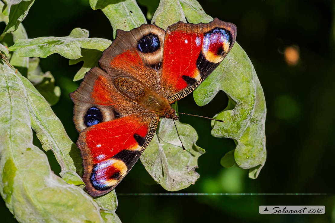 Inachis io - Vanessa Io - Portegeuse Peacock
