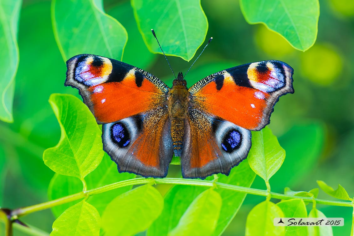 Inachis io - Vanessa Io - Portegeuse Peacock