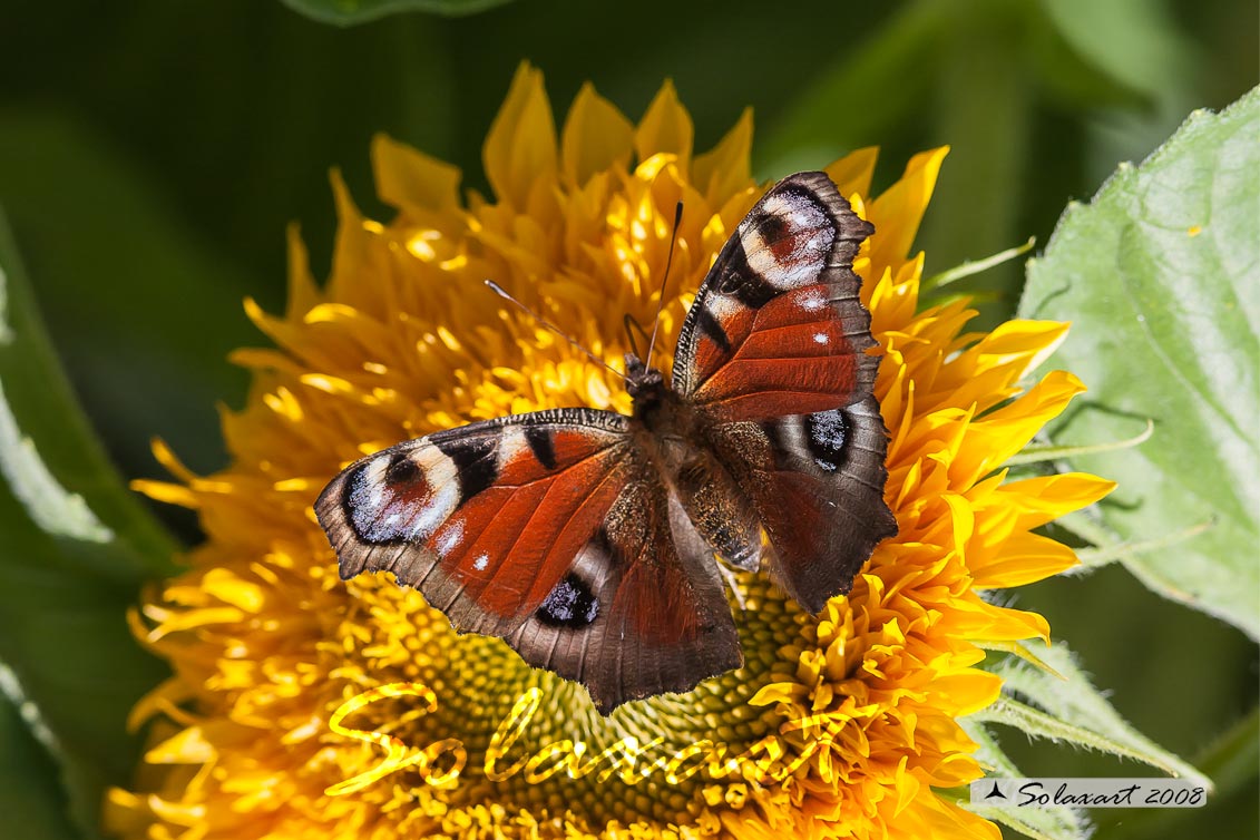 Inachis io - Vanessa Io - Portegeuse Peacock