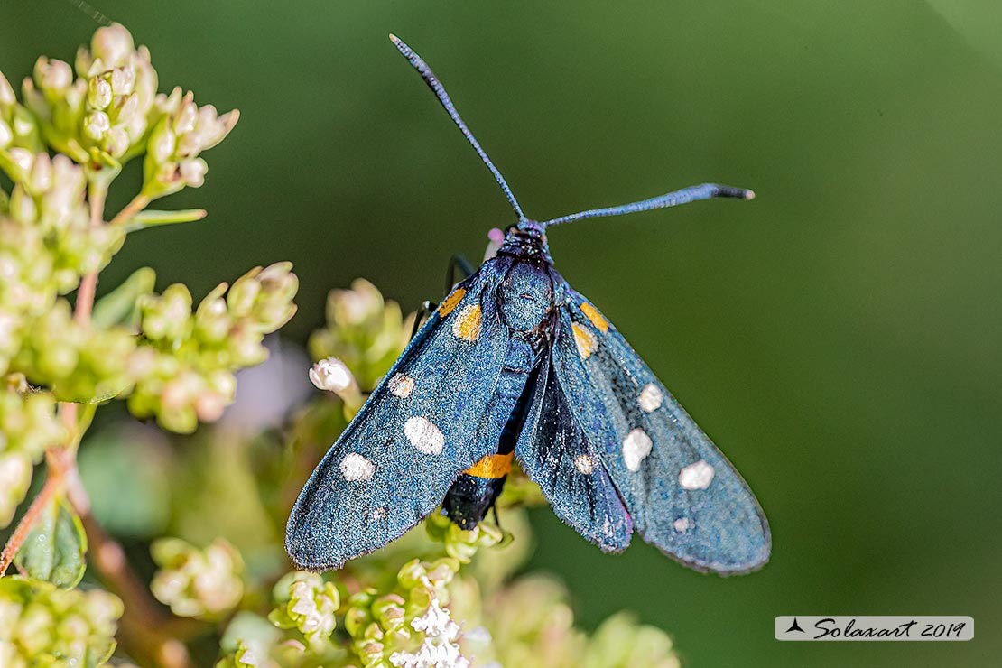 Zygaena ephialtes: Zigena; Variable burnet moth