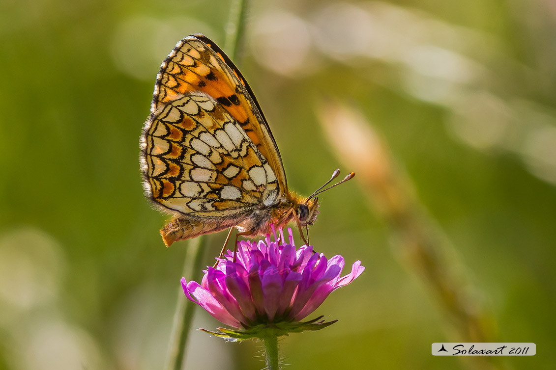 Melitaea athalia (maschio)